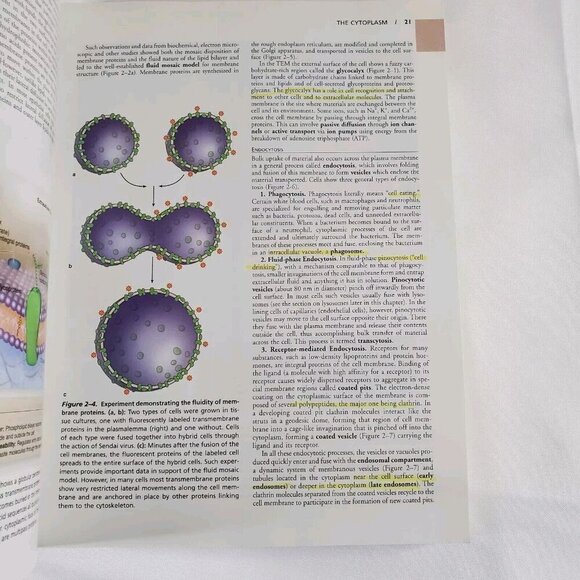 Junqueiras Basic Histology Text & Atlas 12th Edition By Anthony L. Mescher With - Picture 4 of 5